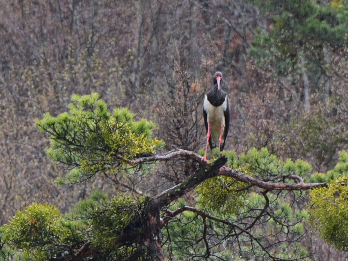 Black Stork