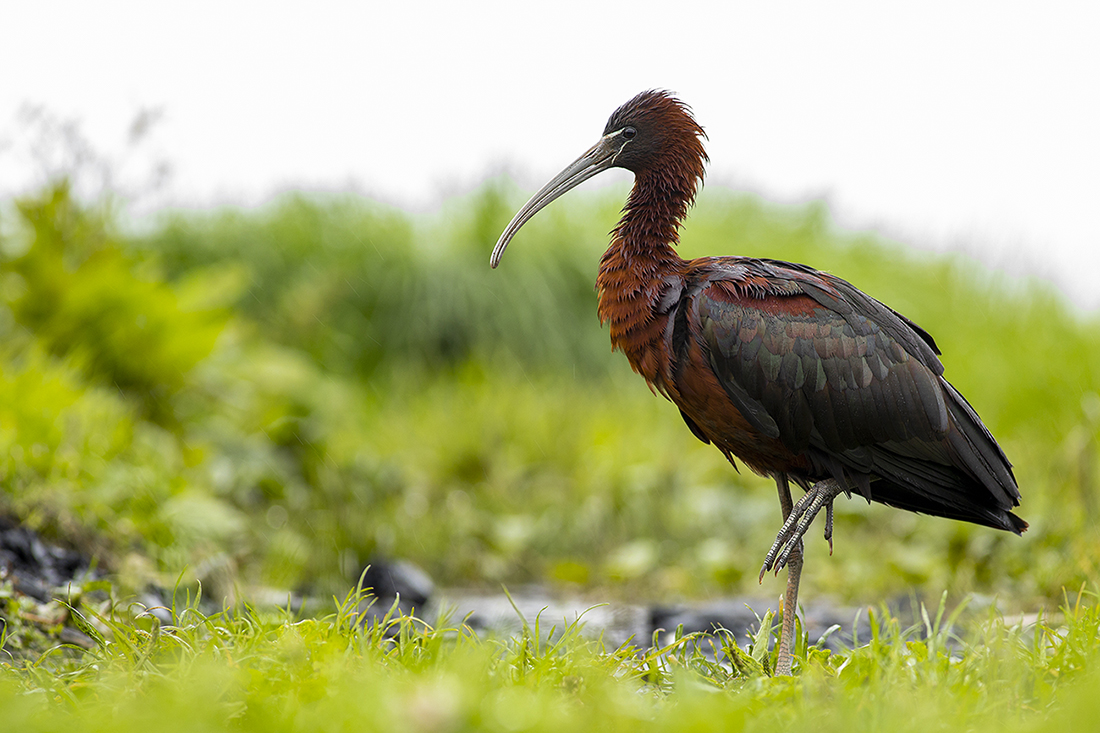 Glossy Ibis