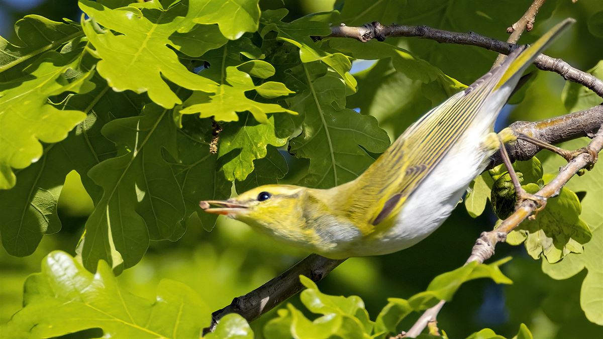Wood Warbler
