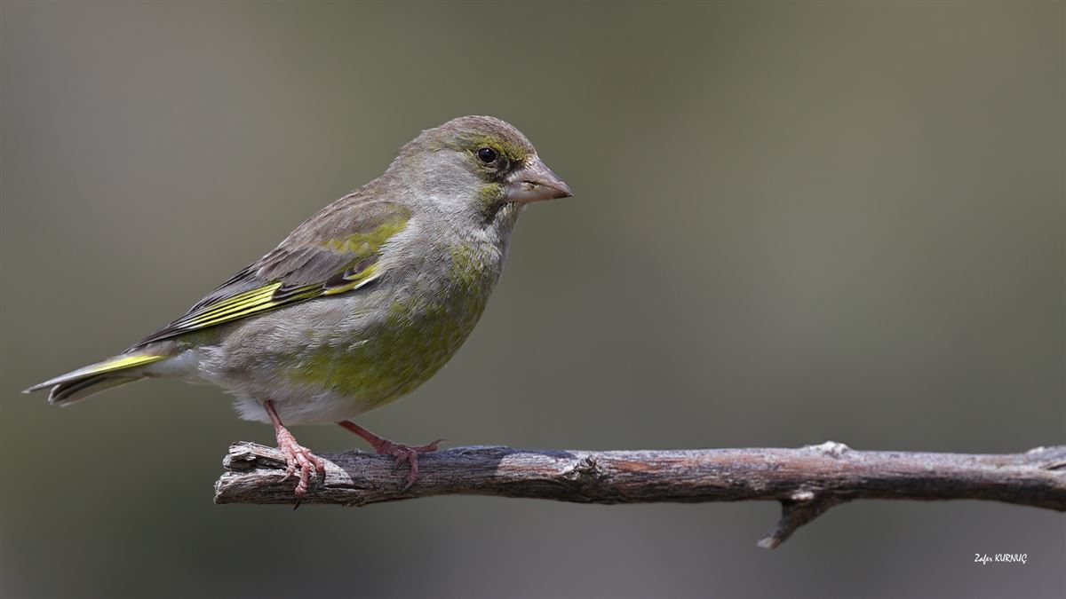 European Greenfinch