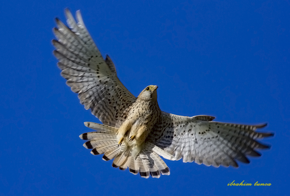 Common Kestrel