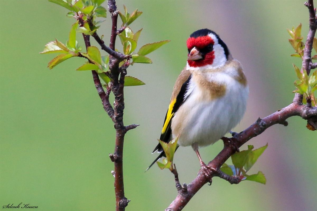 European Goldfinch