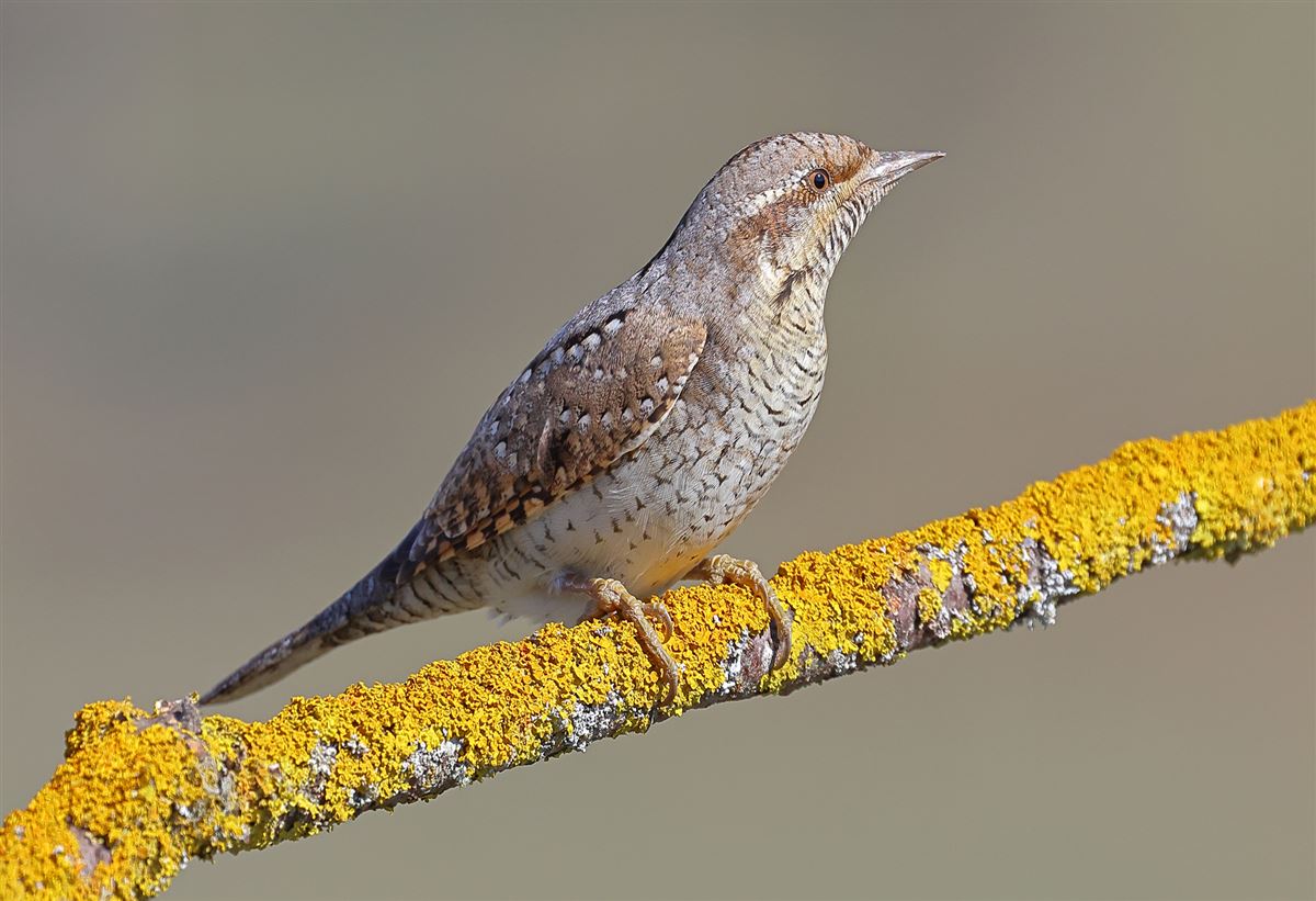 Eurasian Wryneck