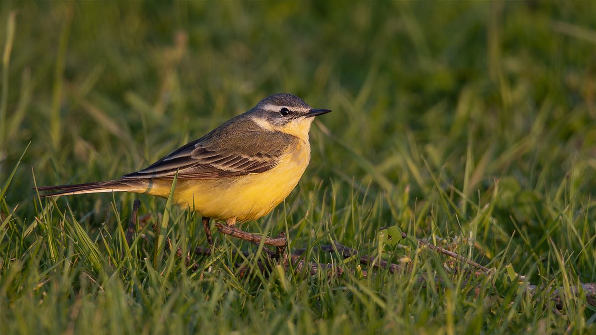 Western Yellow Wagtail