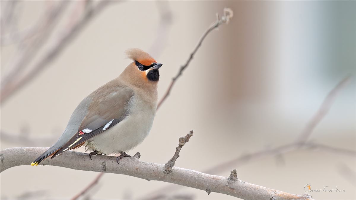 Bohemian Waxwing