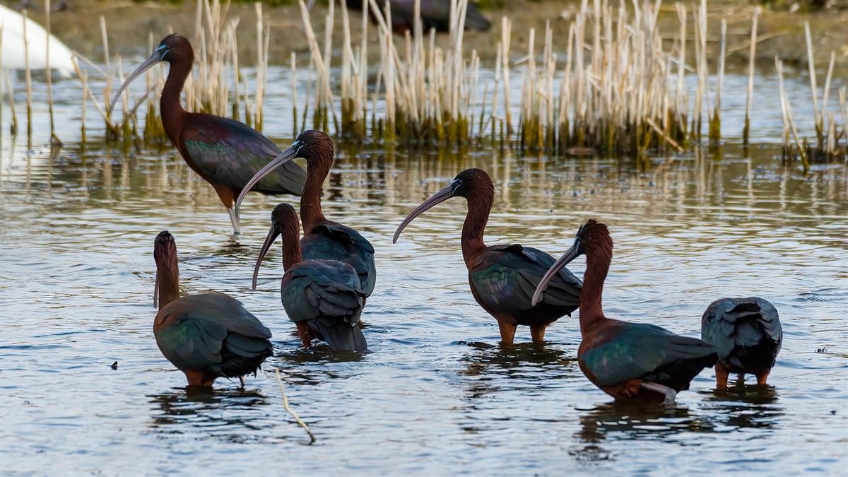 Glossy Ibis