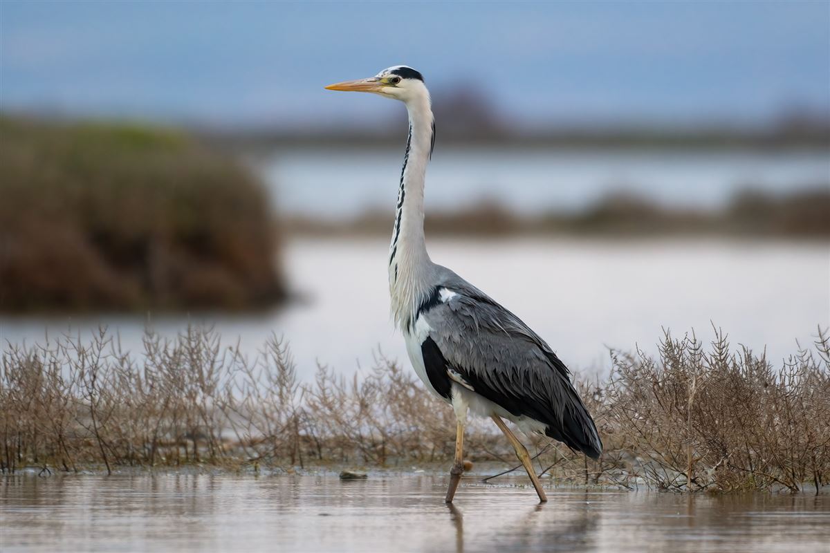 Grey Heron