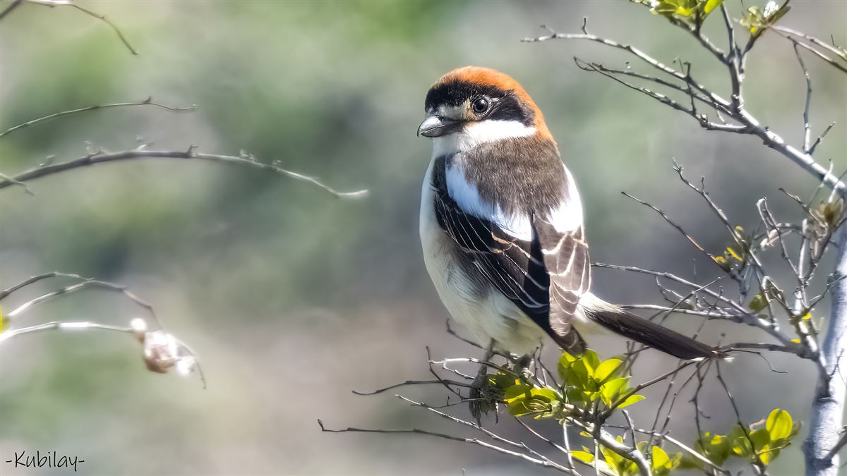 Woodchat Shrike