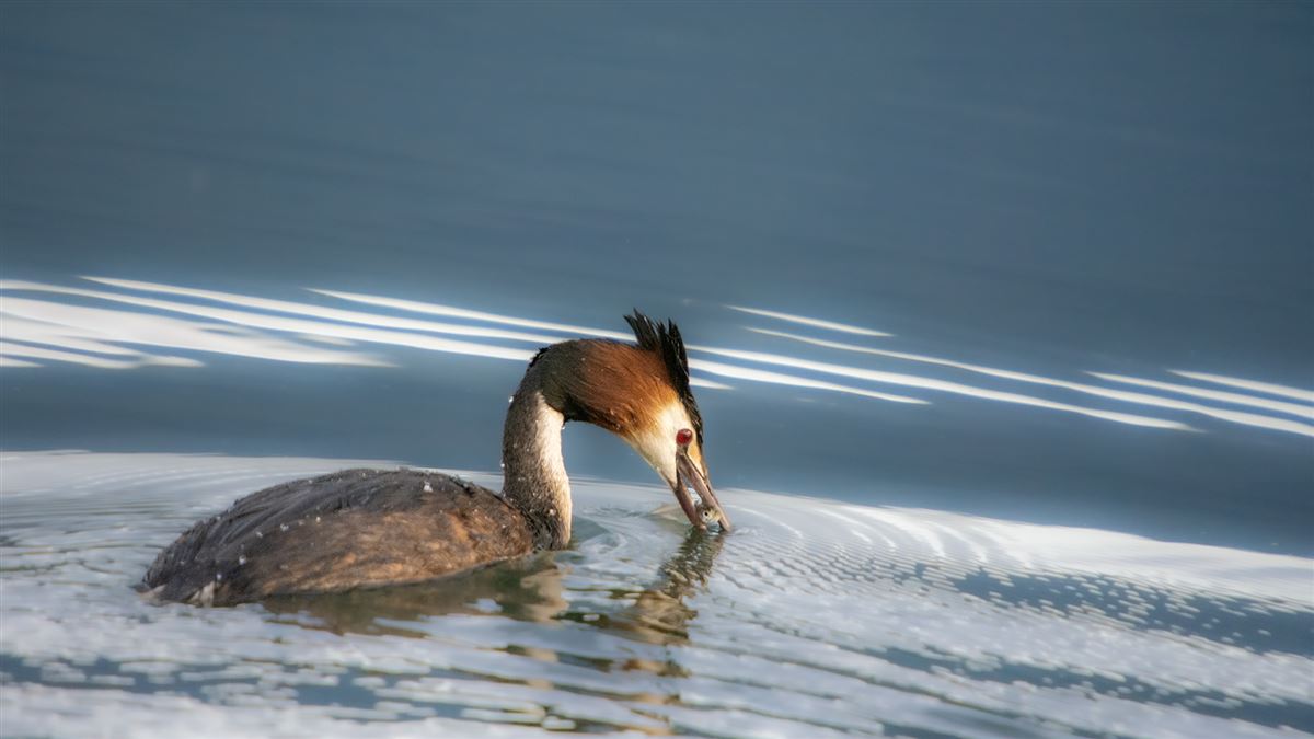 Great Crested Grebe
