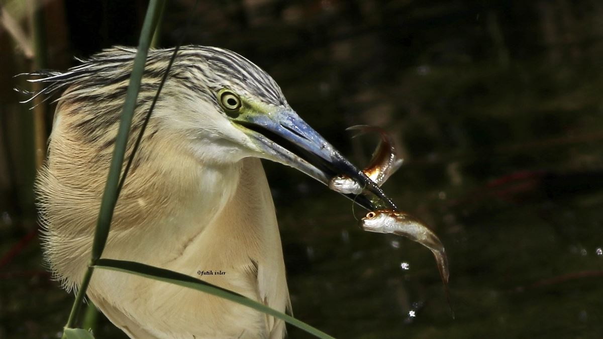Squacco Heron