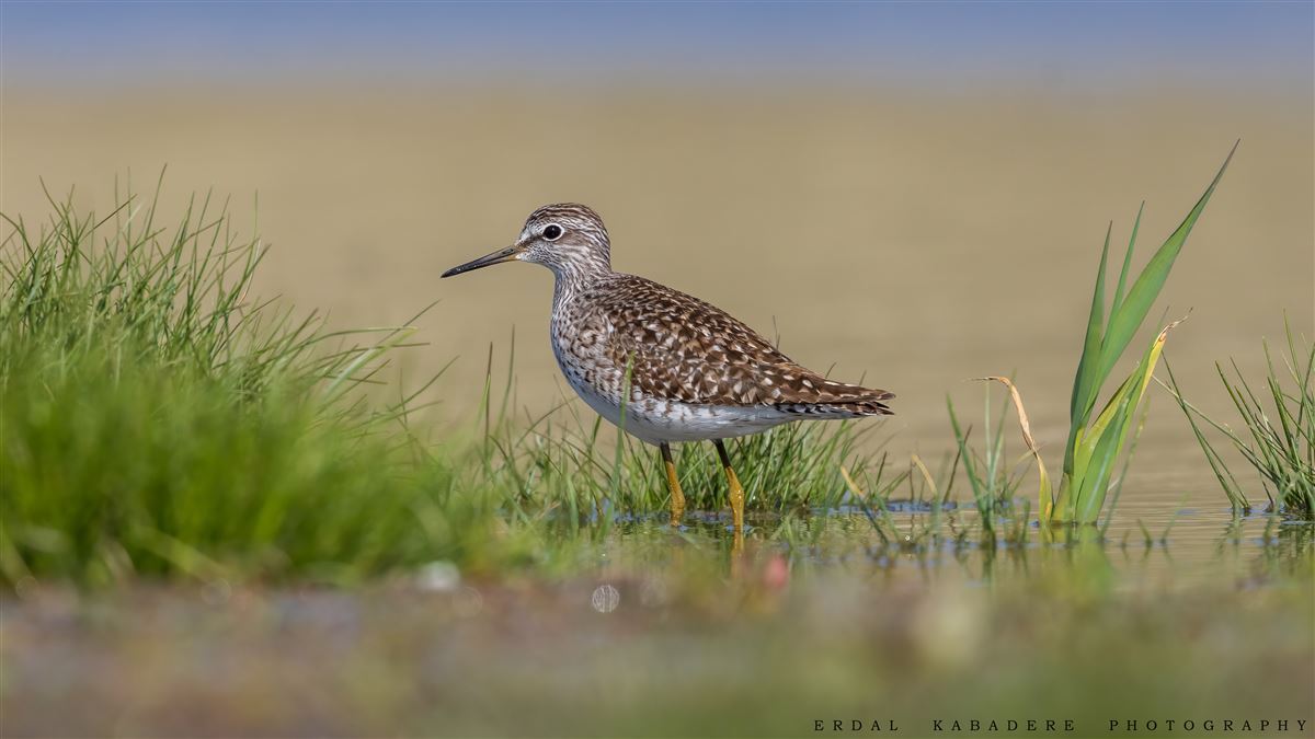 Wood Sandpiper