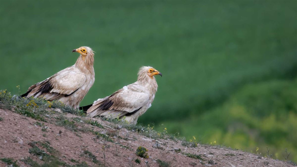Egyptian Vulture