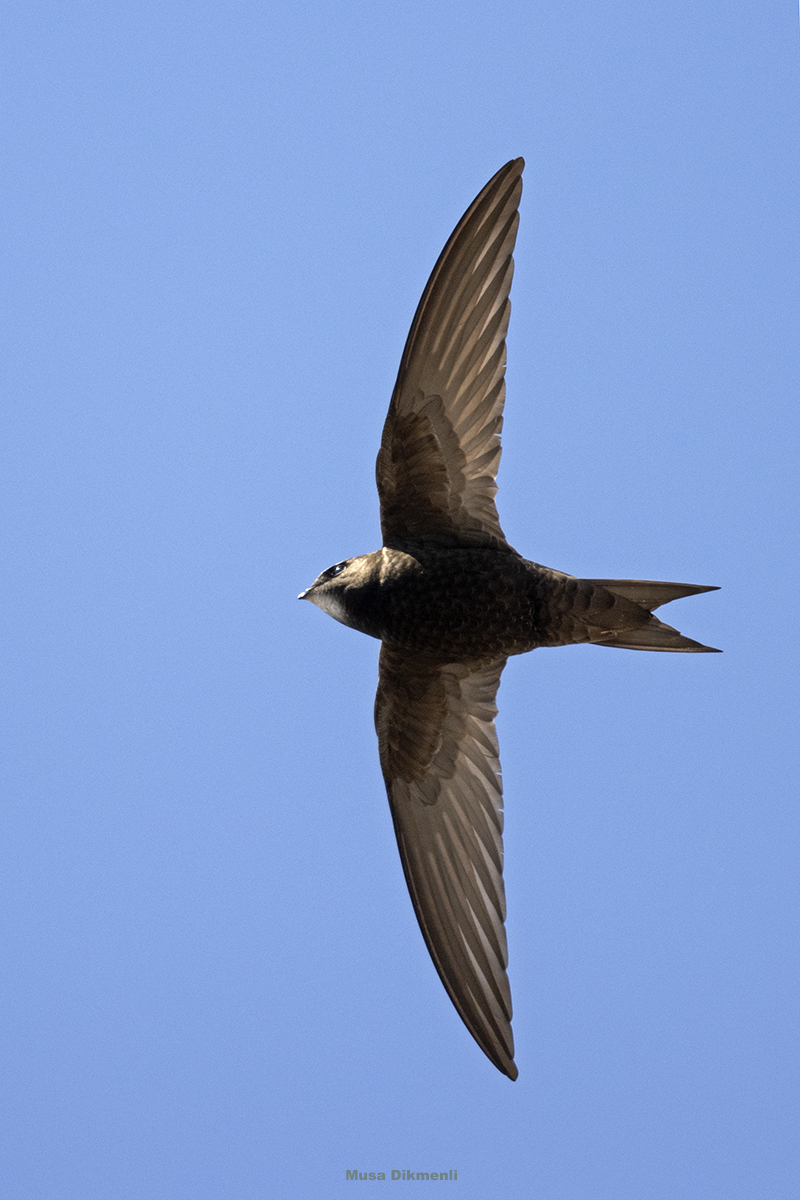 Pallid Swift