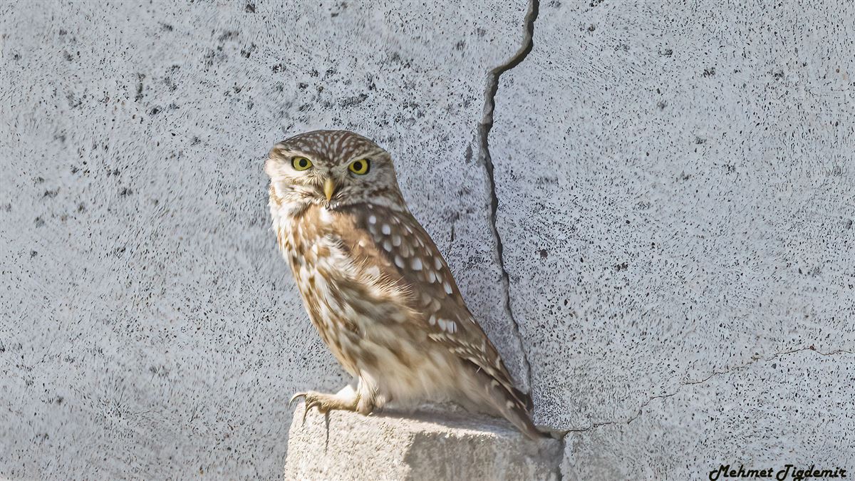 Little Owl