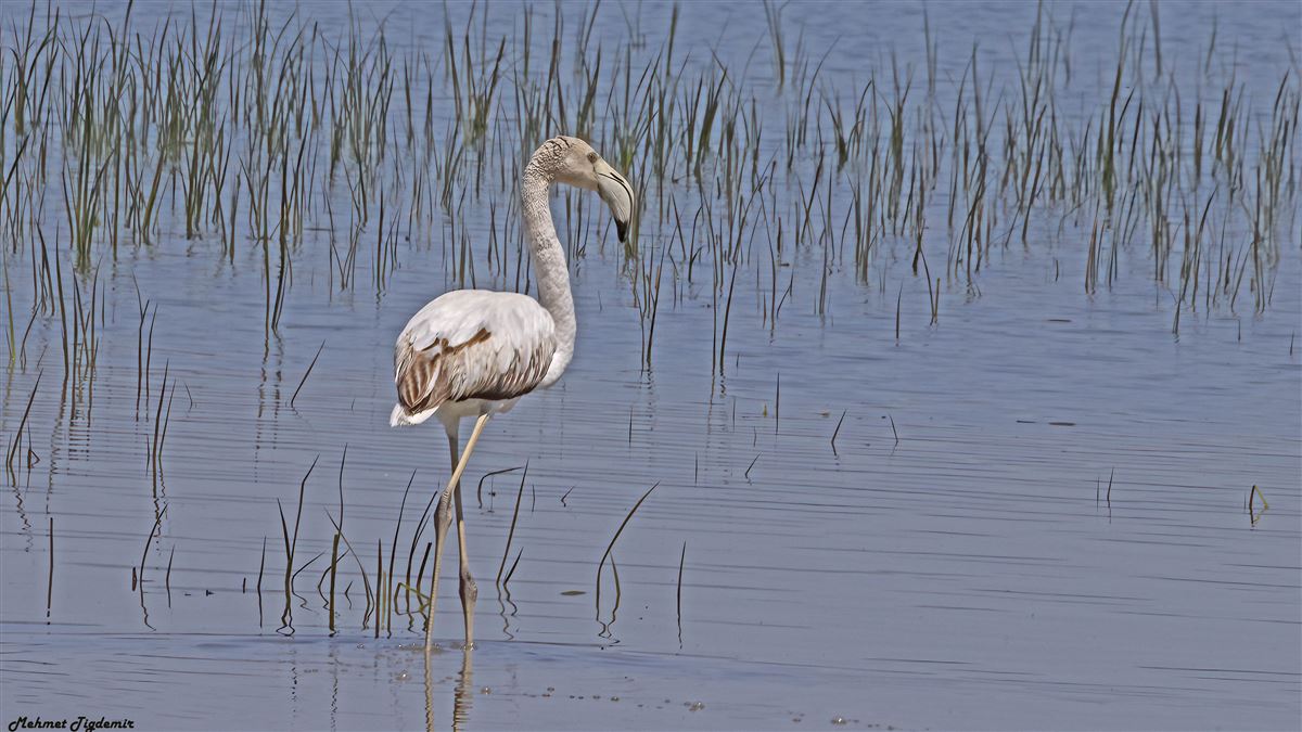 Greater Flamingo