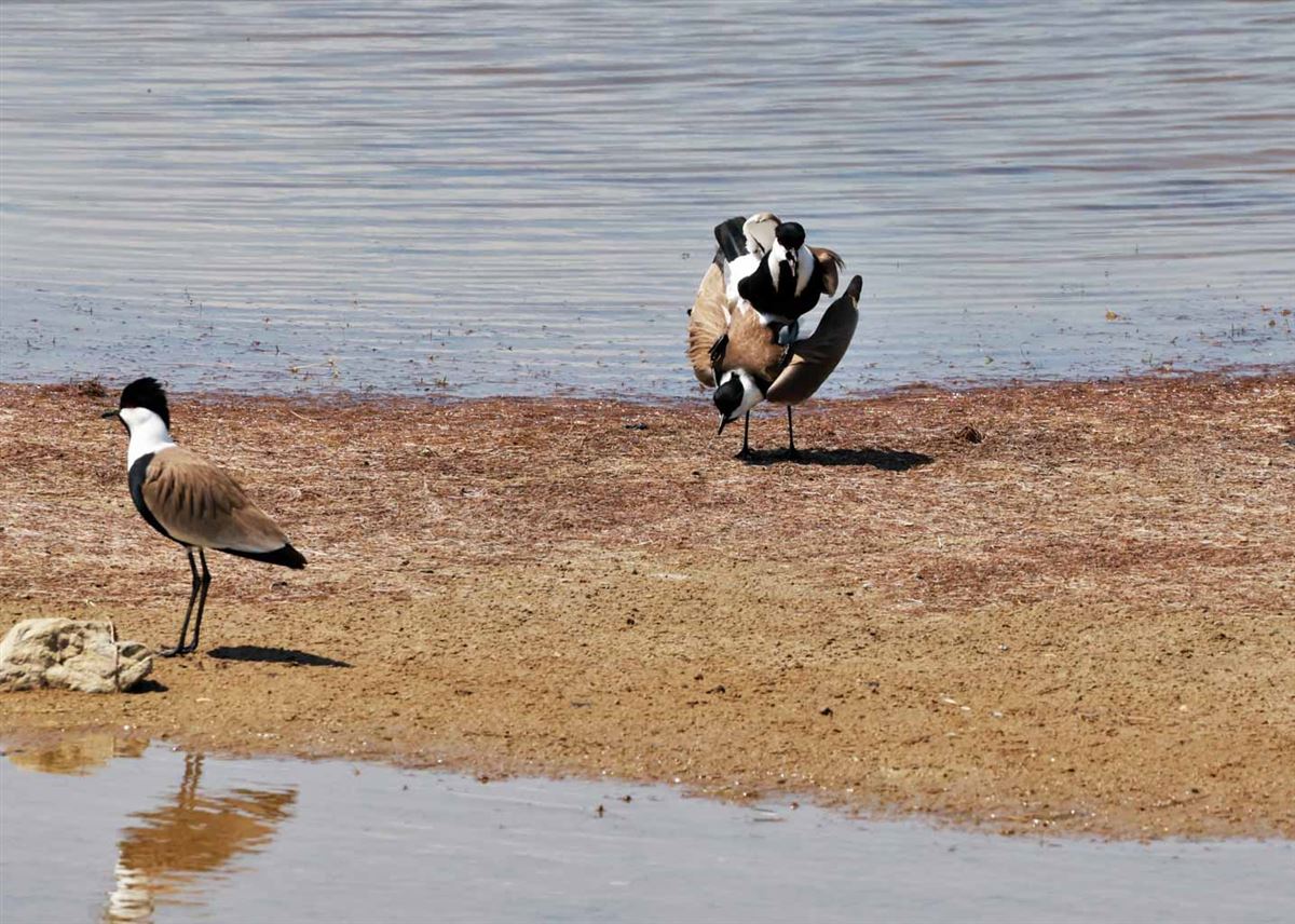 Spur-winged Lapwing