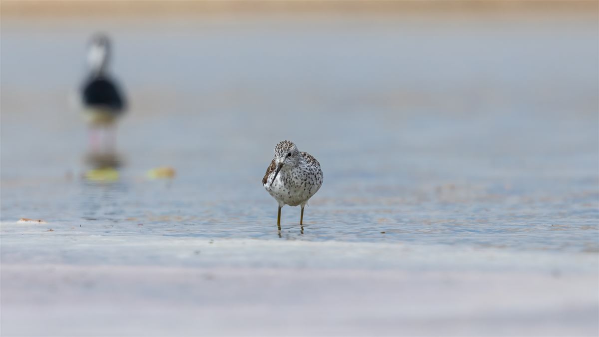 Marsh Sandpiper