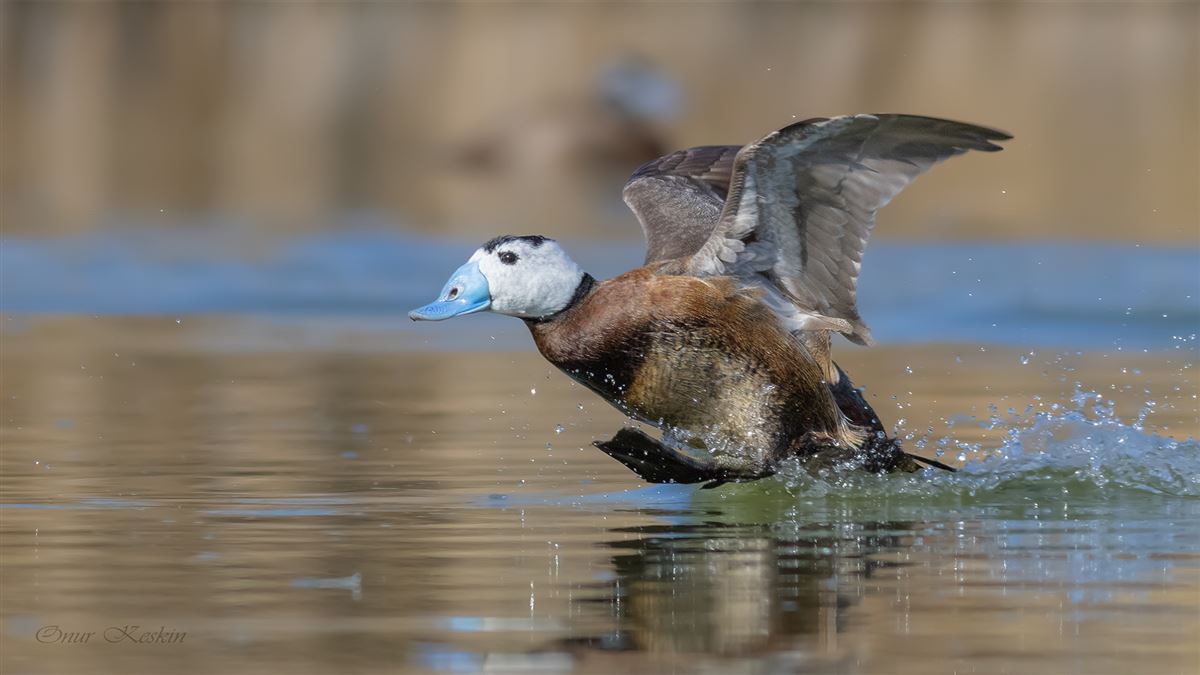 White-headed Duck