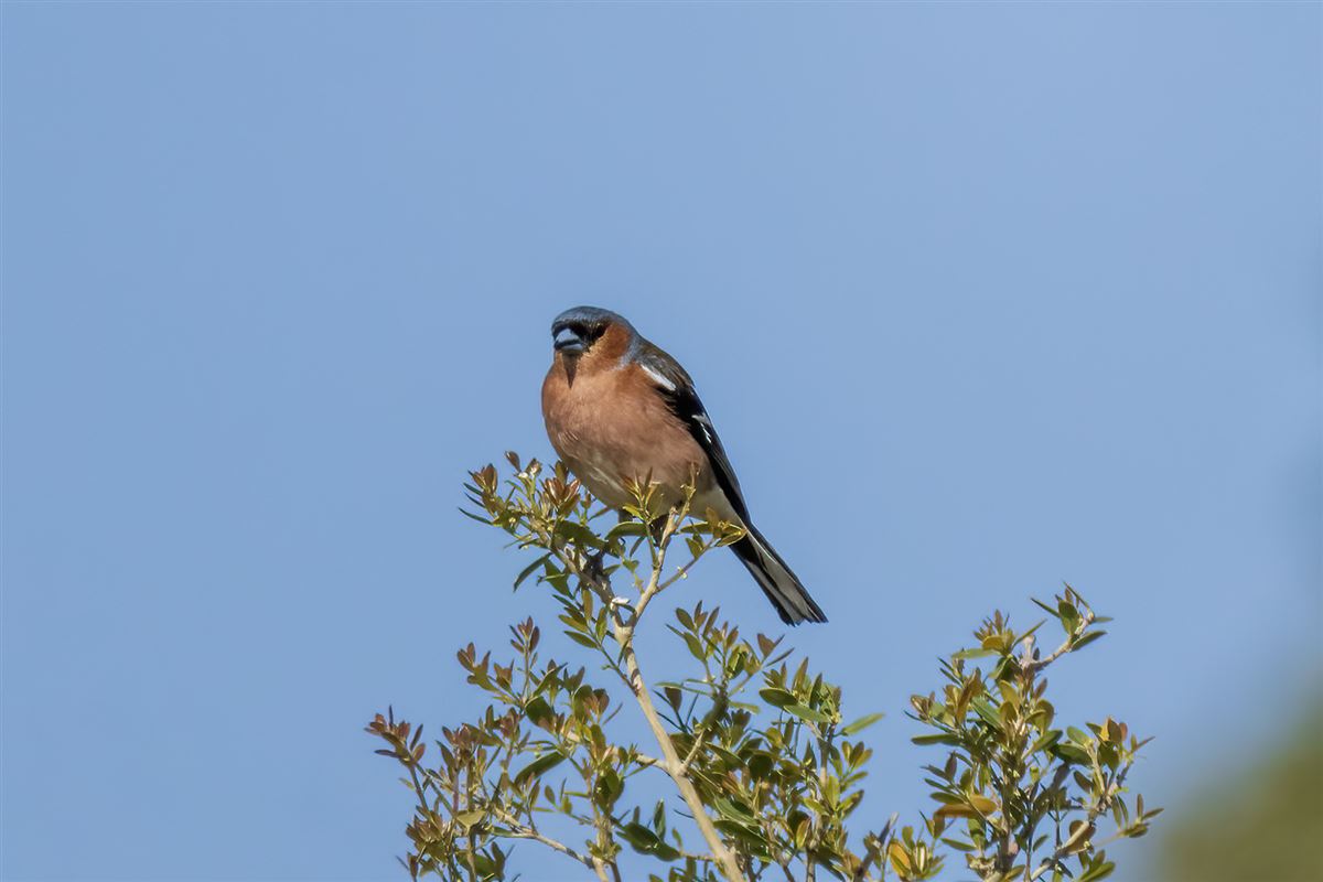 Eurasian Chaffinch