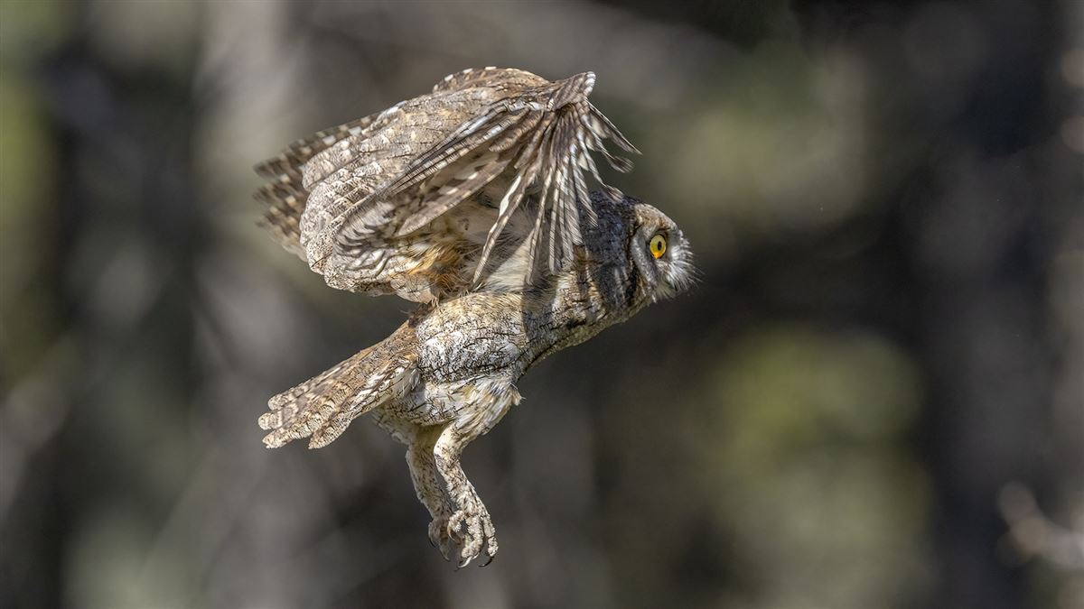 Eurasian Scops Owl