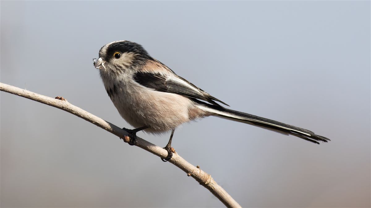 Long-tailed Tit