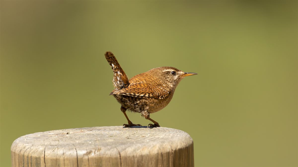 Eurasian Wren