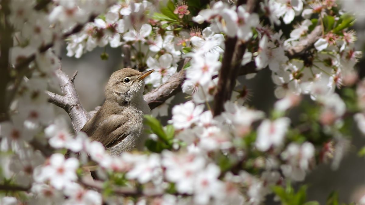Sykes`s Warbler