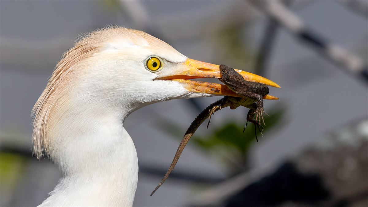 Western Cattle Egret
