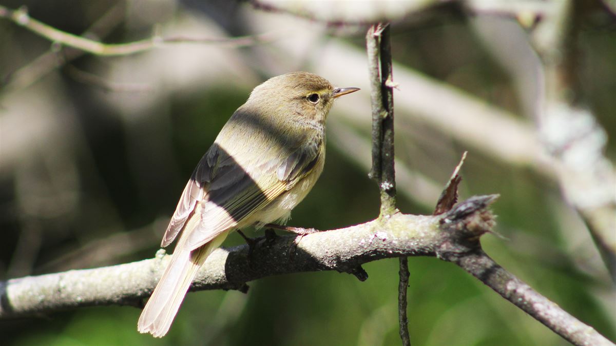 Common Chiffchaff