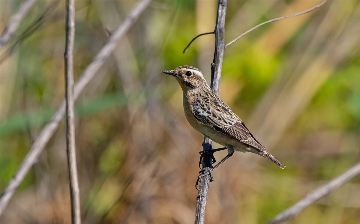 Whinchat
