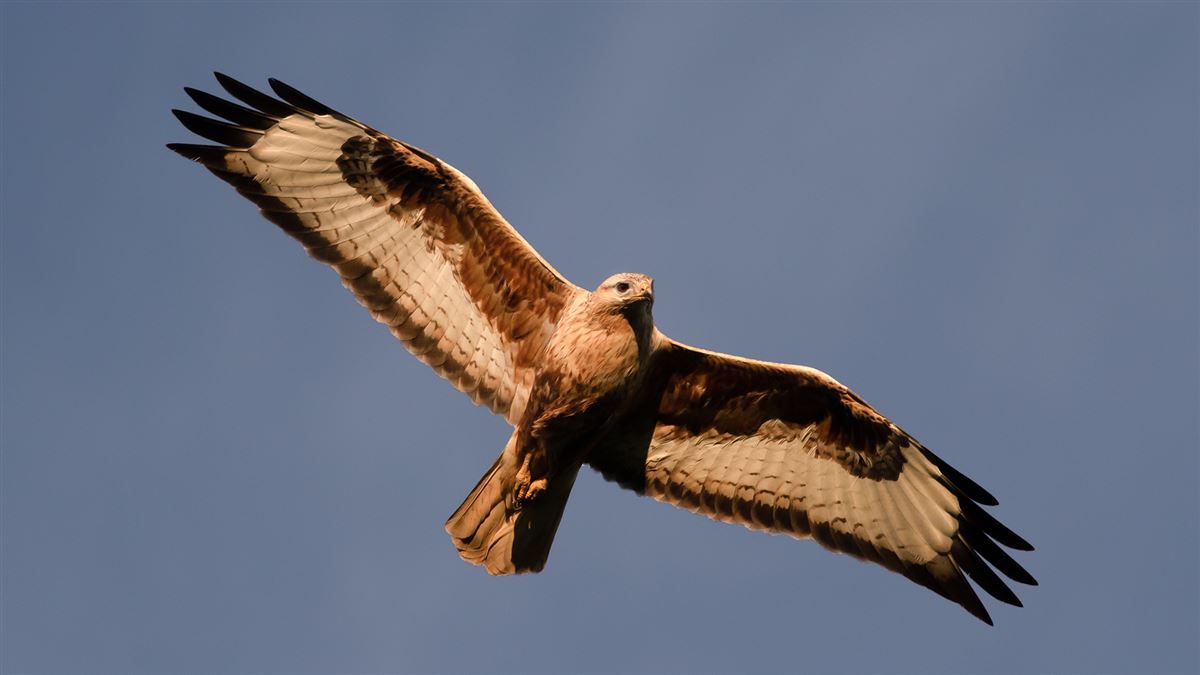 Long-legged Buzzard