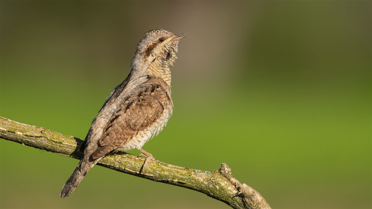 Eurasian Wryneck