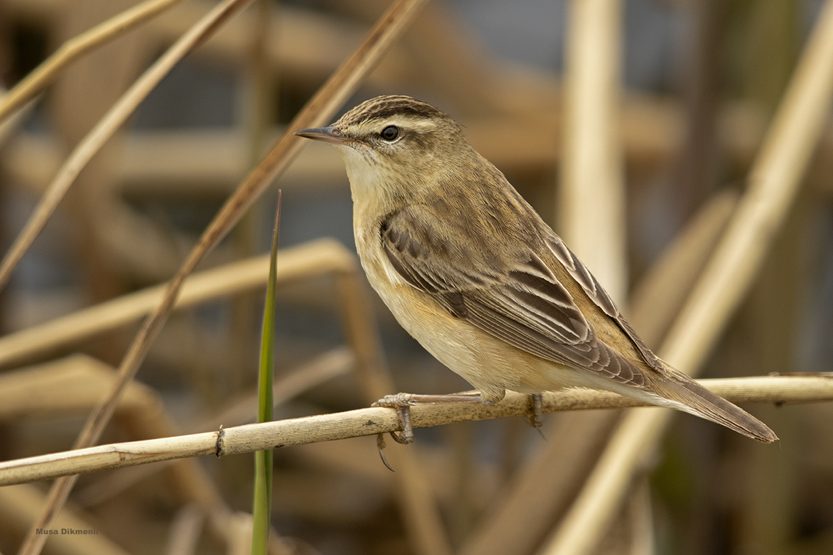 Sedge Warbler