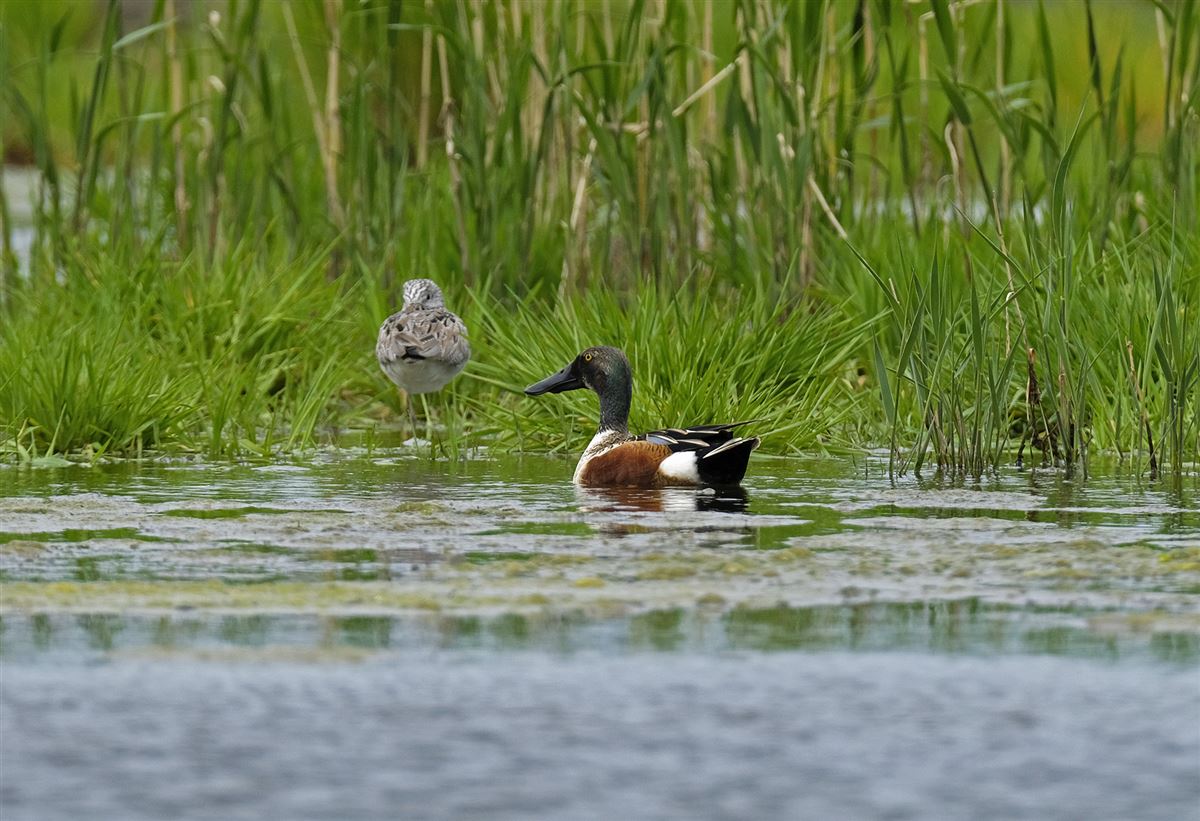 Northern Shoveler