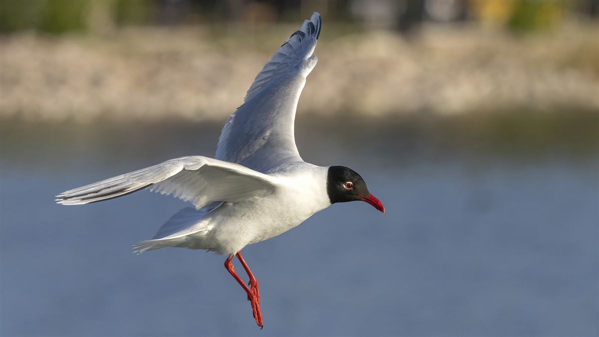 Mediterranean Gull
