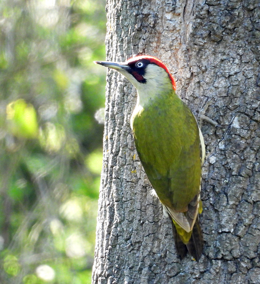 European Green Woodpecker