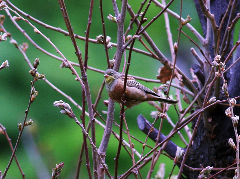 Ortolan Bunting
