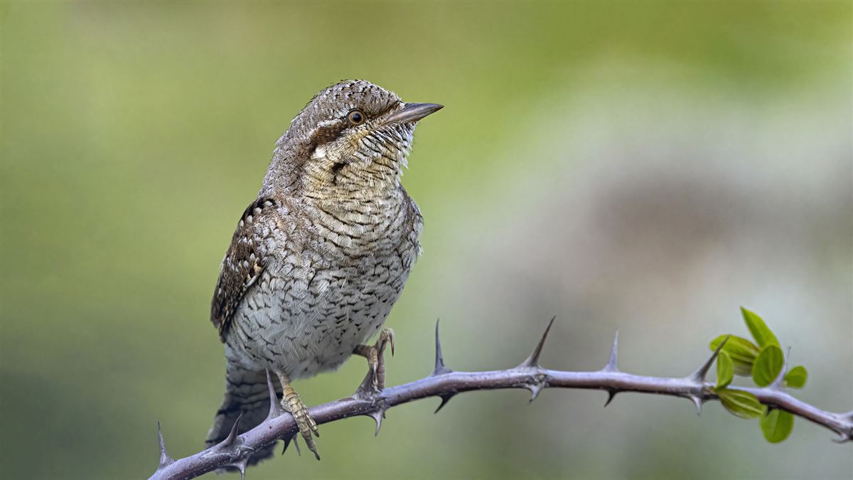 Eurasian Wryneck