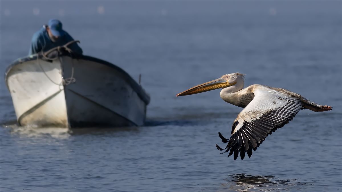 Great White Pelican