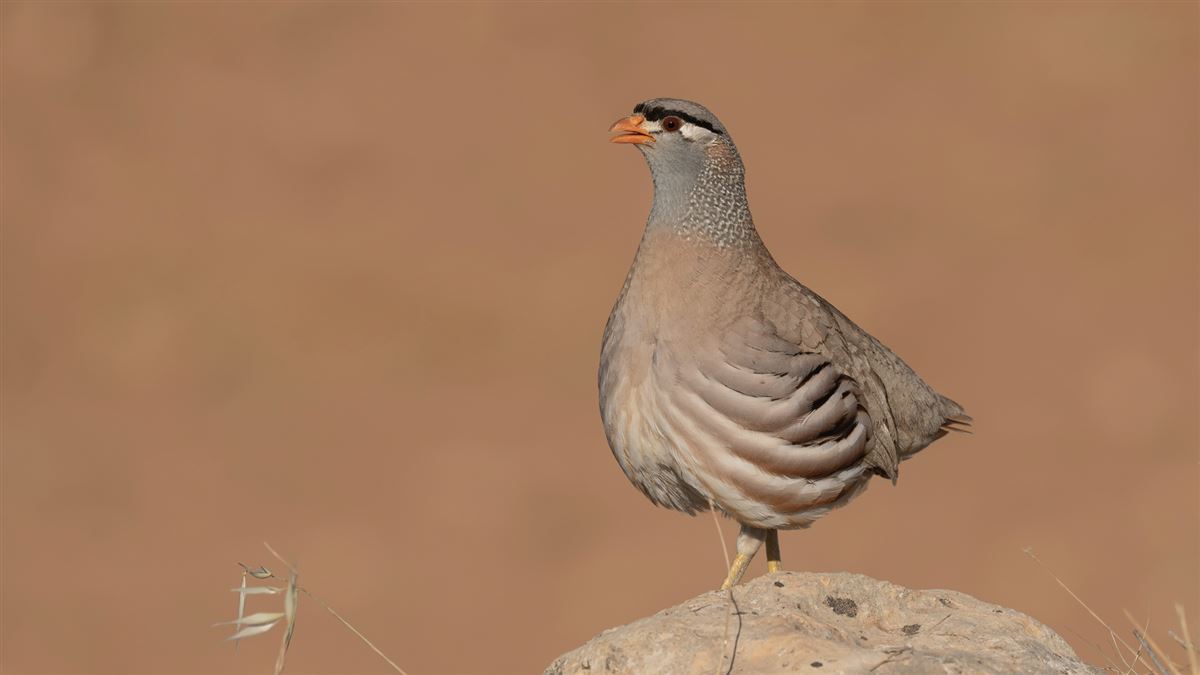 See-see Partridge