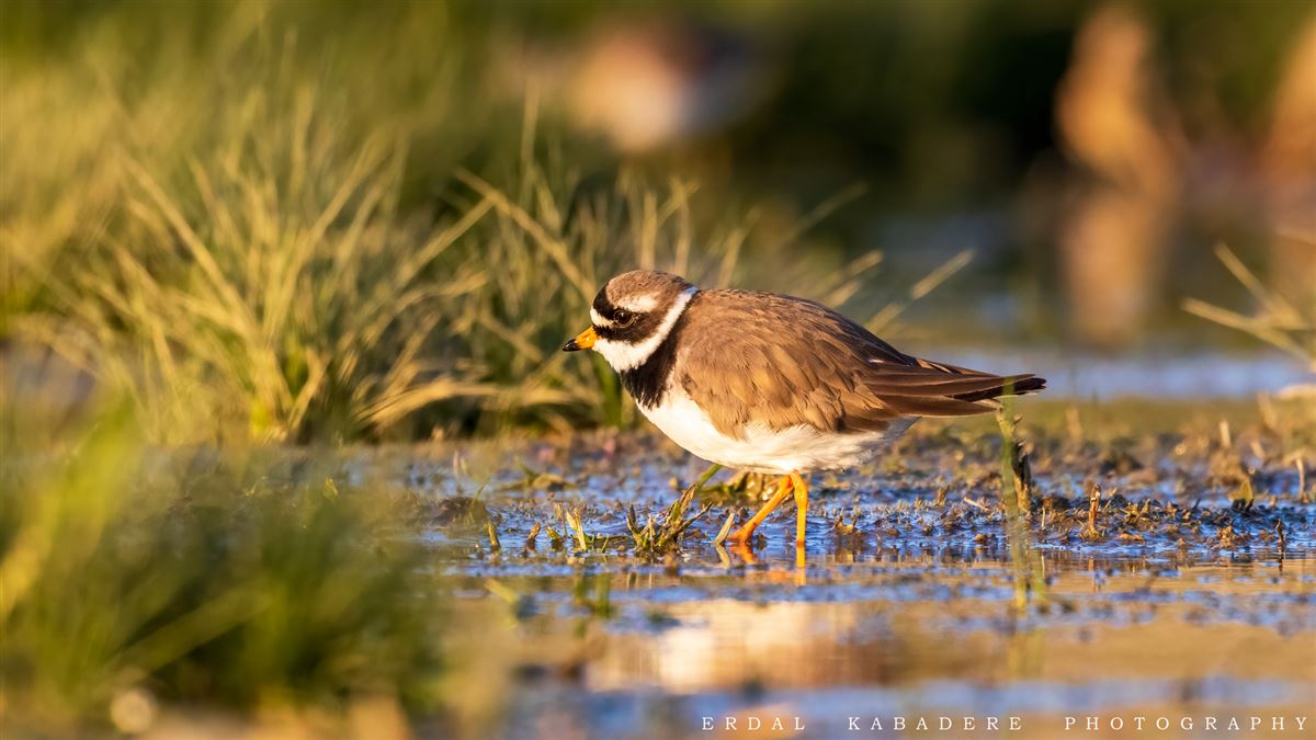 Common Ringed Plover