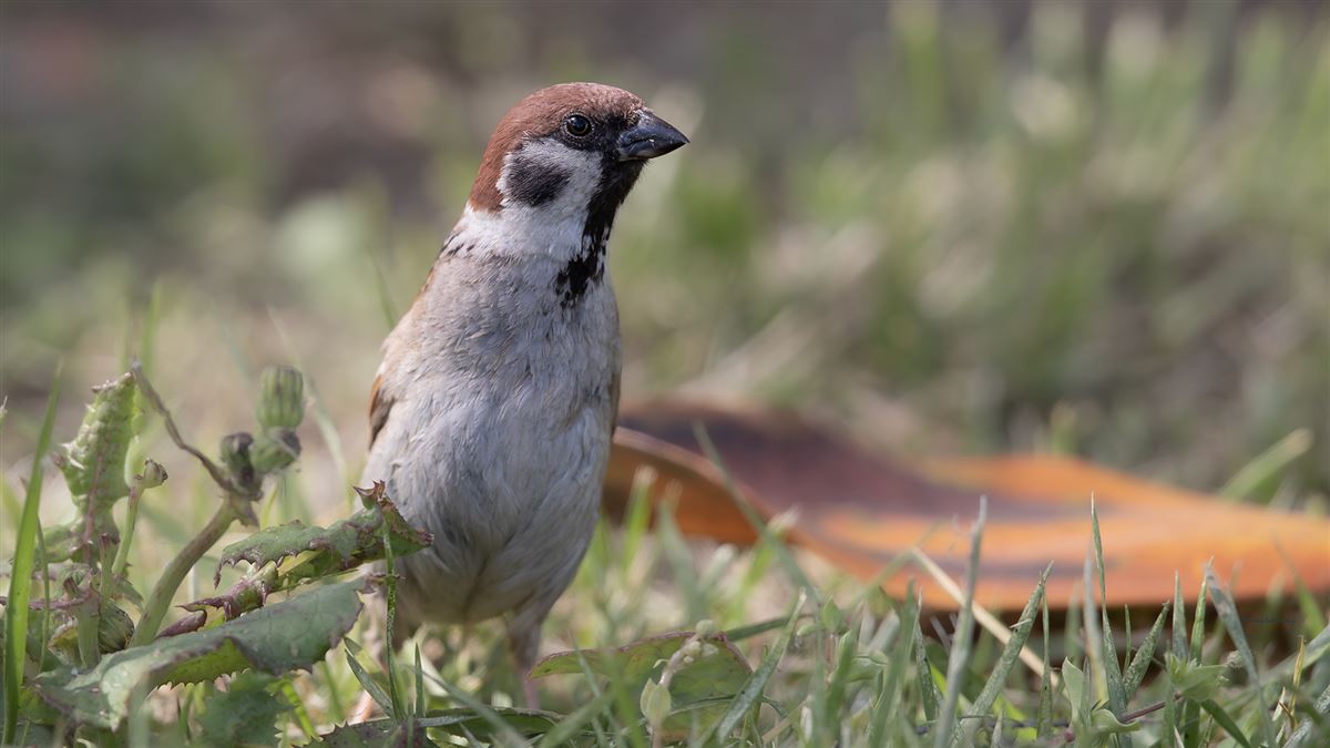 Eurasian Tree Sparrow