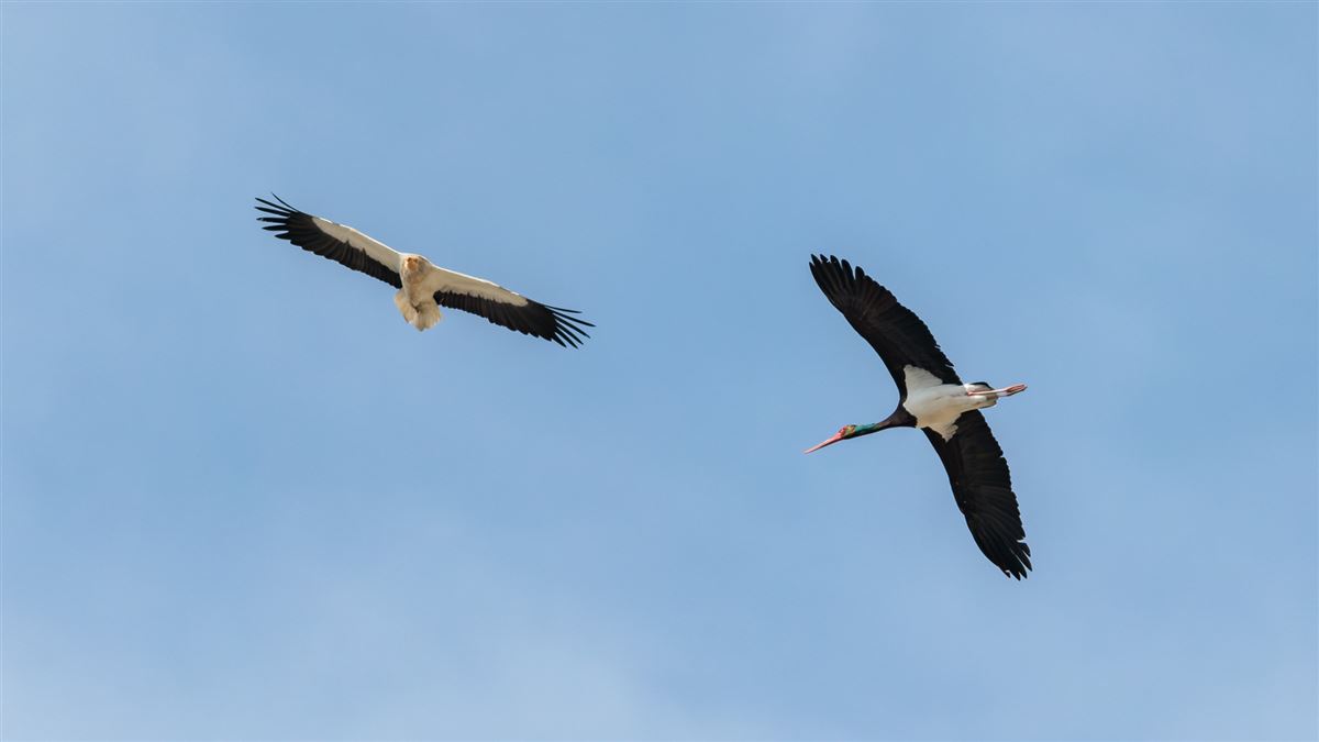 Egyptian Vulture