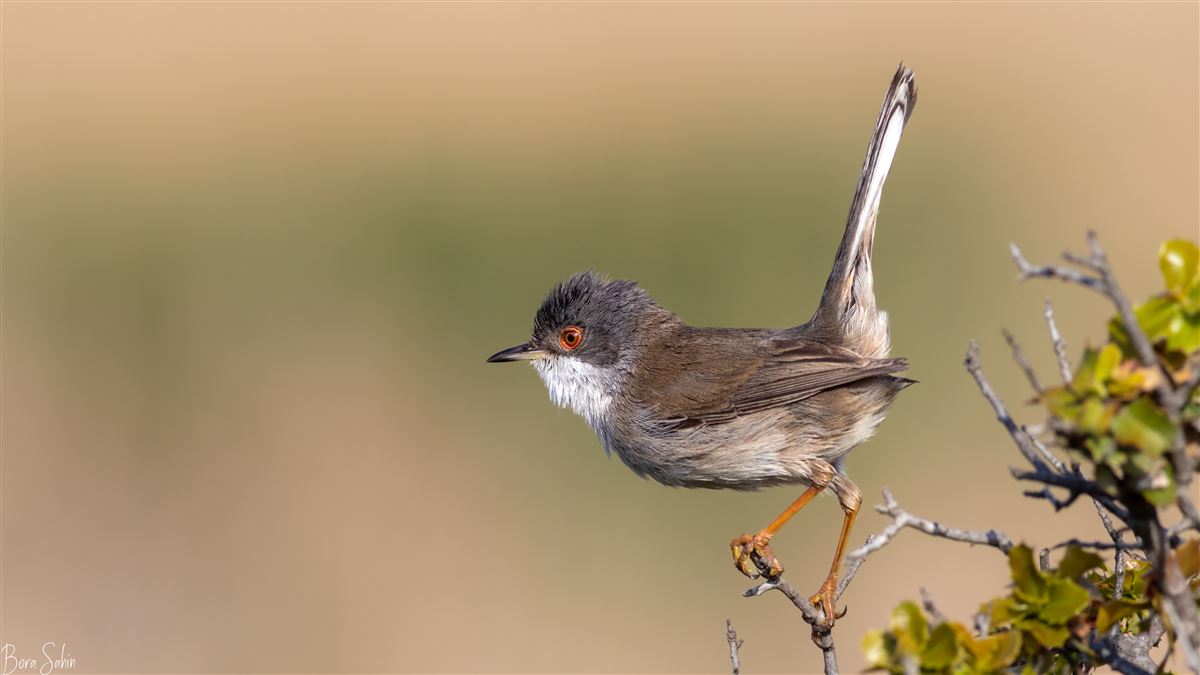 Sardinian Warbler