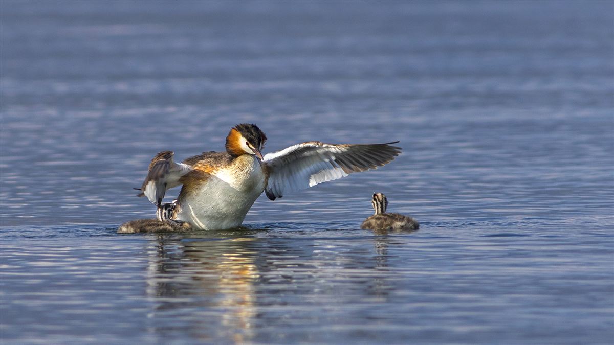Great Crested Grebe
