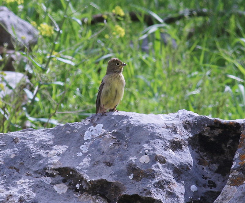 Cinereous Bunting