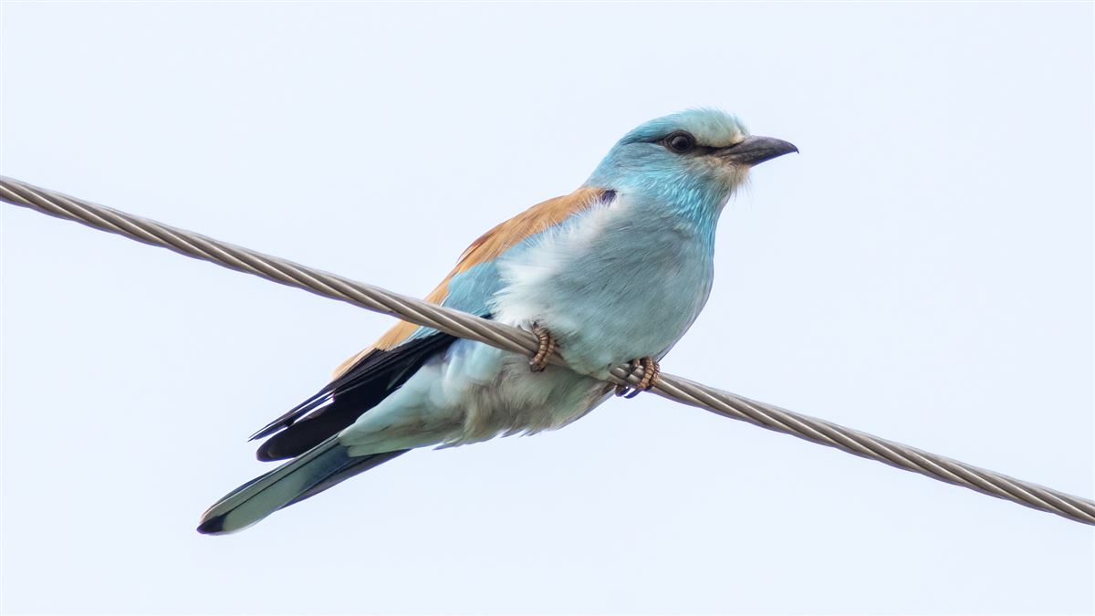 European Roller