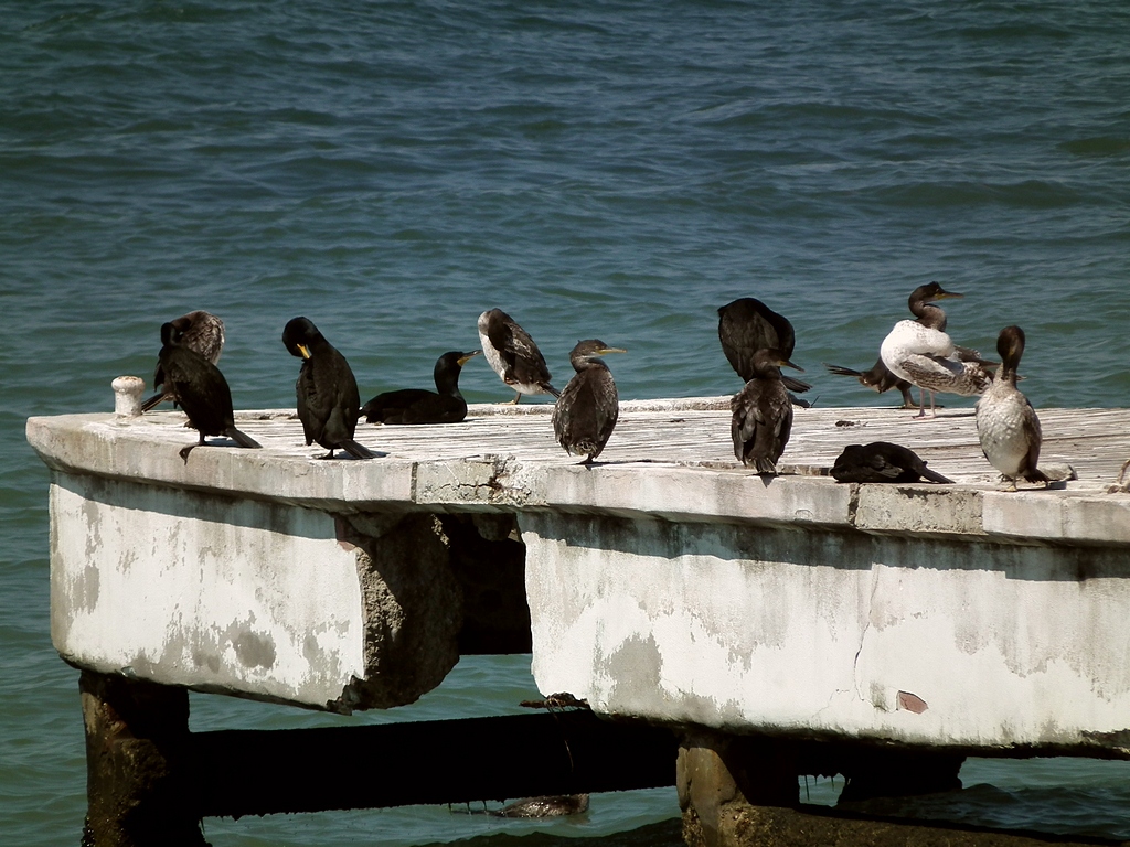 European Shag