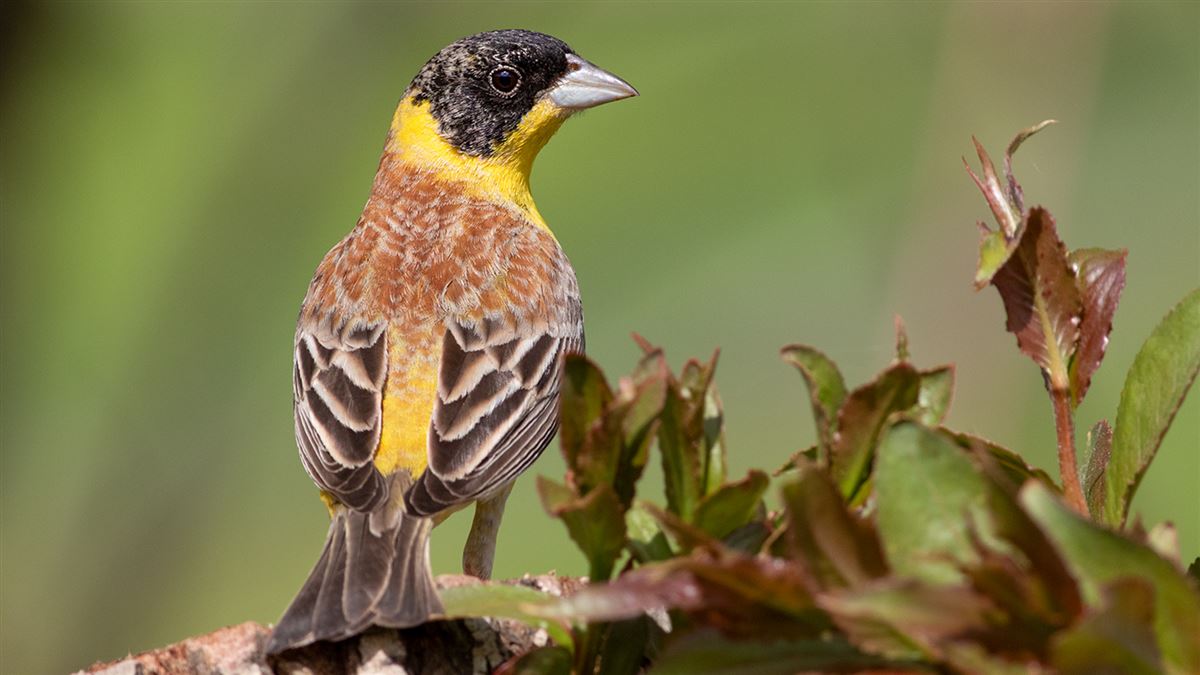 Black-headed Bunting