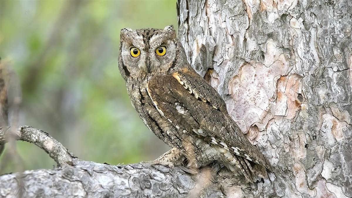 Eurasian Scops Owl